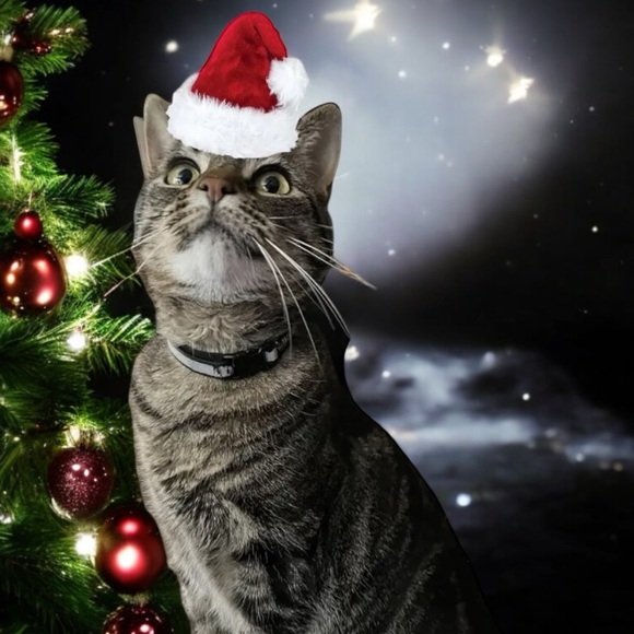 It’s Springtime again! - Picture 3 of 5